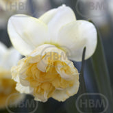 Hectarul - Bulbi de narcise Art Design, 3 bulbi